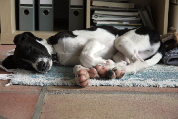 Hund schlafdauer