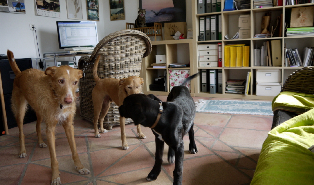Welpenerziehung auf Podenco