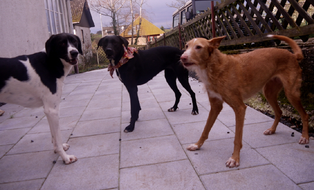  Hundetrainer Rheingau
