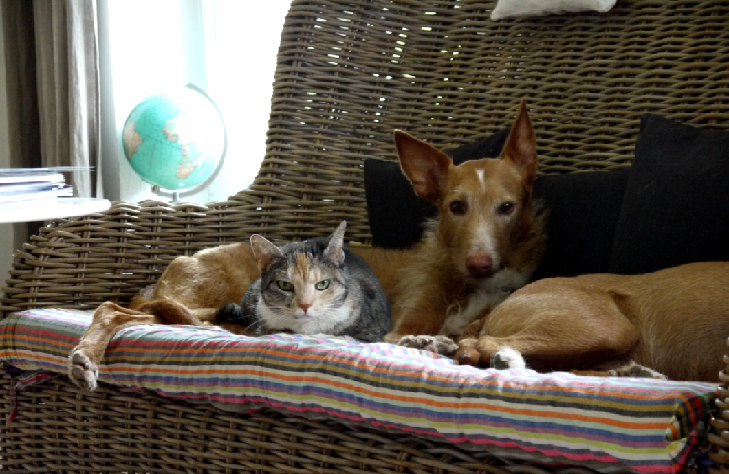 Samy und Safi