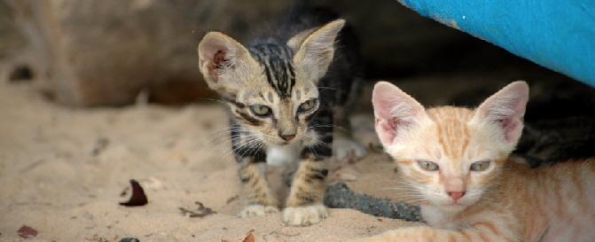 Katzen in Lamu