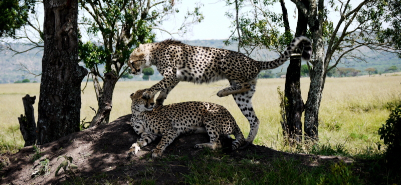 Geparden in der Masai Mara