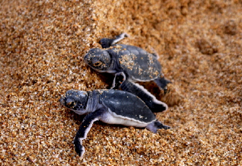 Insel Lamu Manda  Schildkröten 