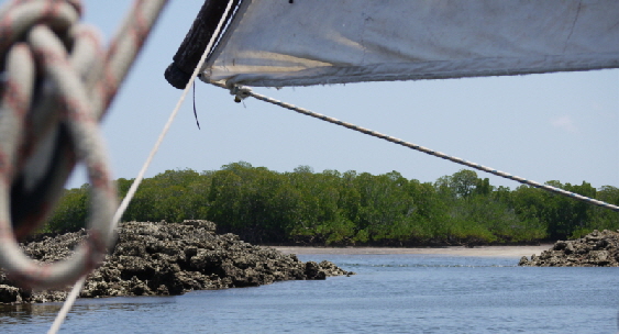 Shella-Lamu in den Mangroven