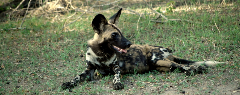 AfrikanischeWildhunde in Kenia
