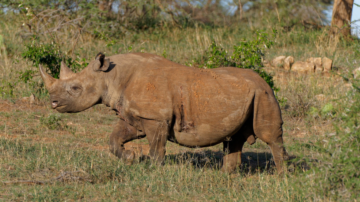 Spitzmaulnashorn im Loisaba Schutzgebiet