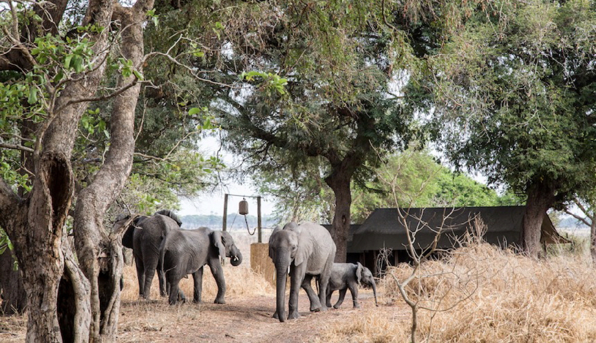 Chada Katavi Camp Tansania