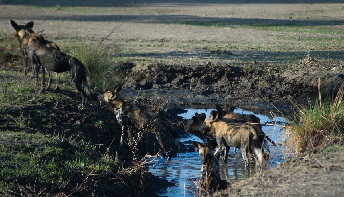 Afrikanische Wildhunde Tansania 