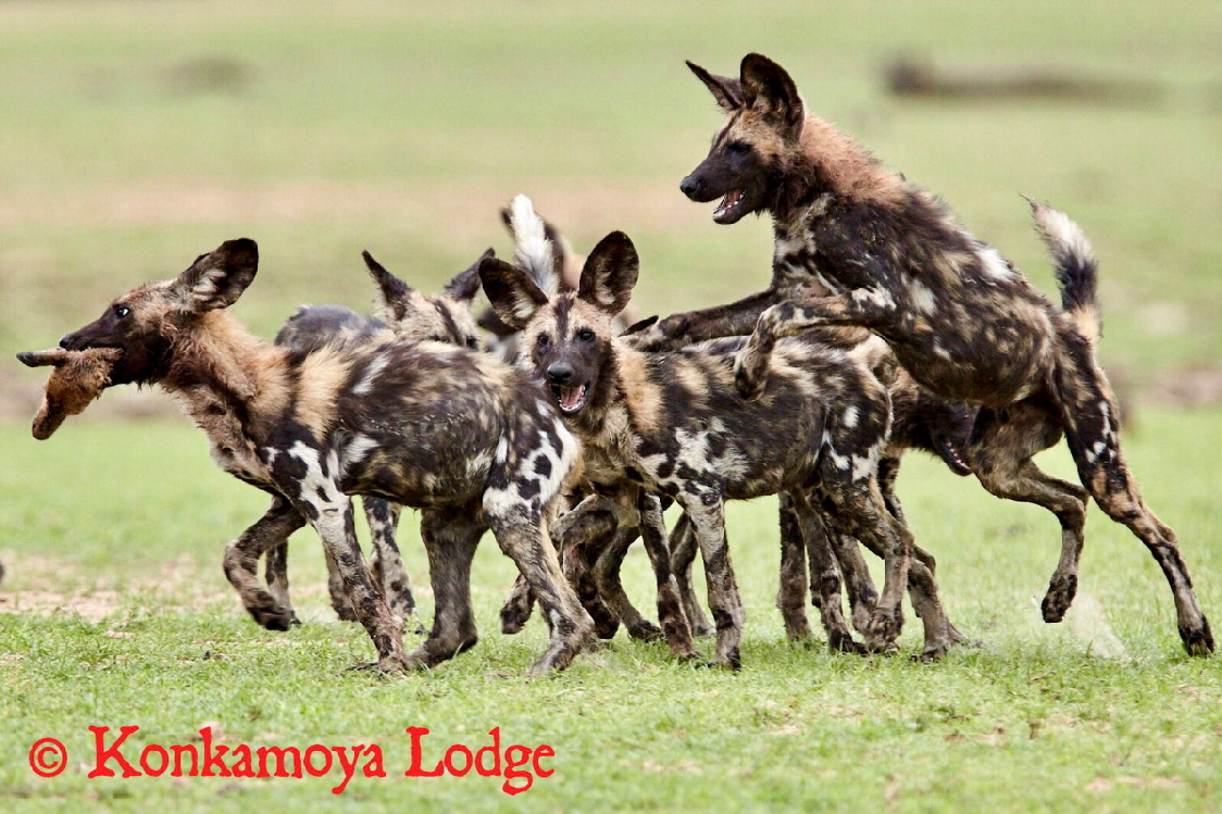 Wilddogs