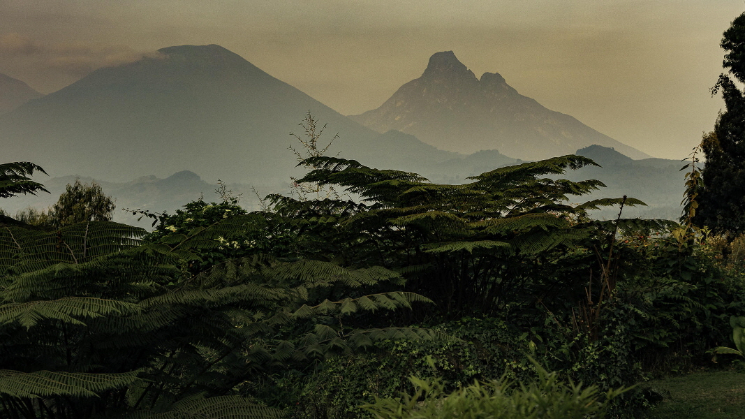 Sabyinyo Lodge Gorilla
