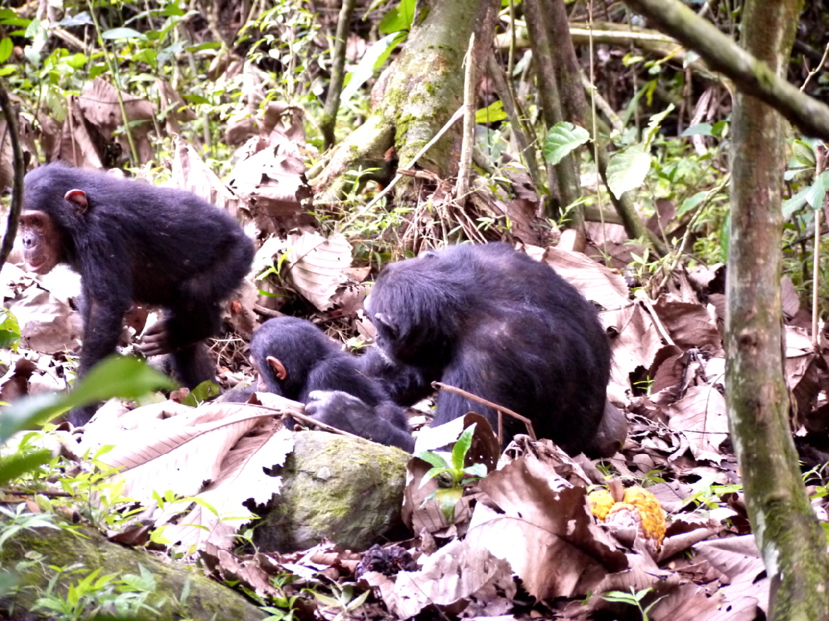 Schimpansen in Mahale Greystoke Tansania 