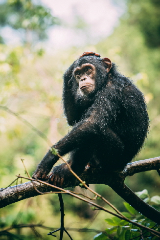 Mahale Schimpansensafari
