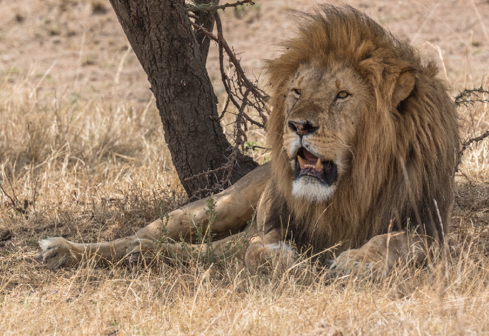 Safari Kenia masai mara L�we