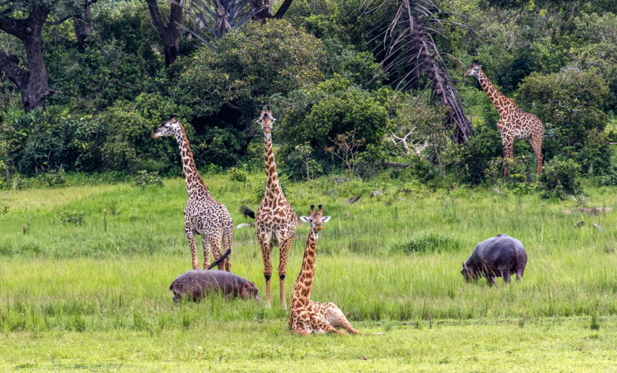 Chada Katavi -Safari Tansania 