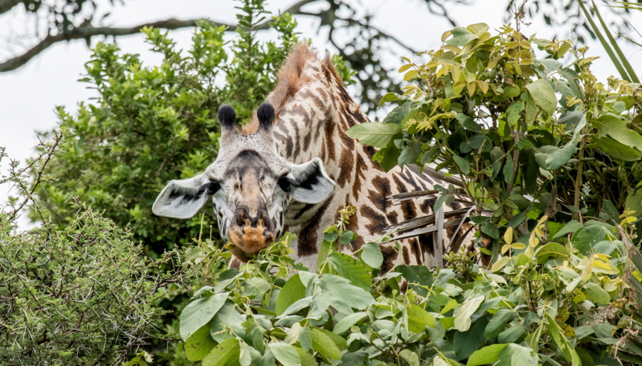 Giraffe in der Ruaha
