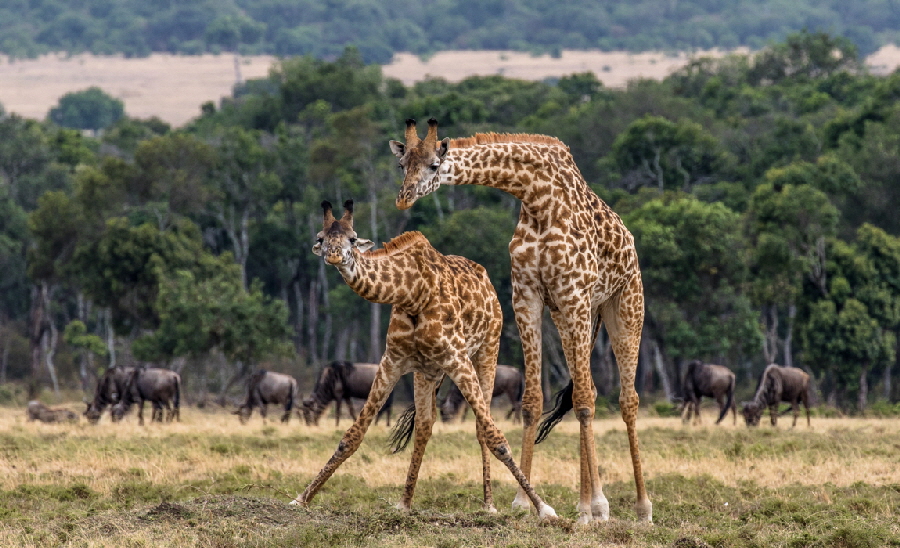 Kenia-2015-10-07-0343