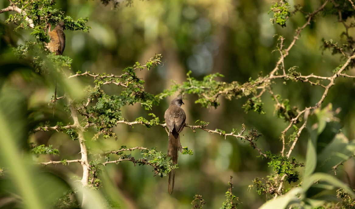 Mausvogel -Kitela Lodge 