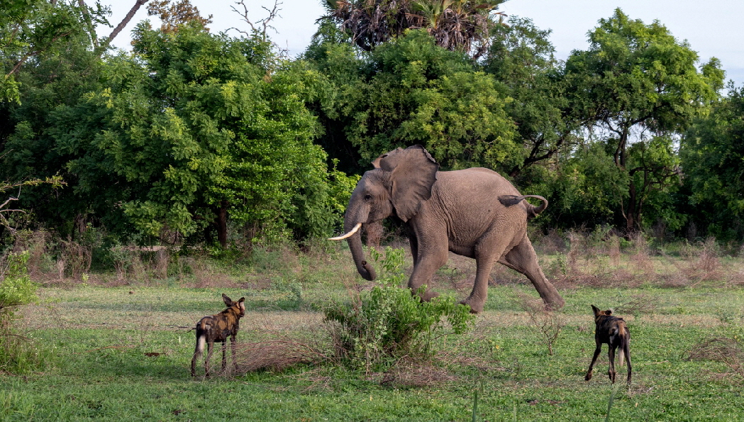 Tansania -Wildhunde-sandriverscamp Selous Tansania -Wildhunde-sandriverscamp Selous