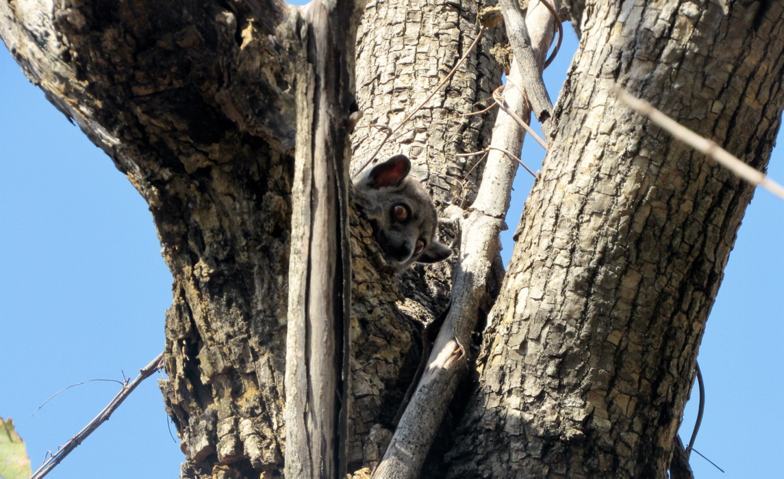 Namaroka Tsingy Camp  Lemur 