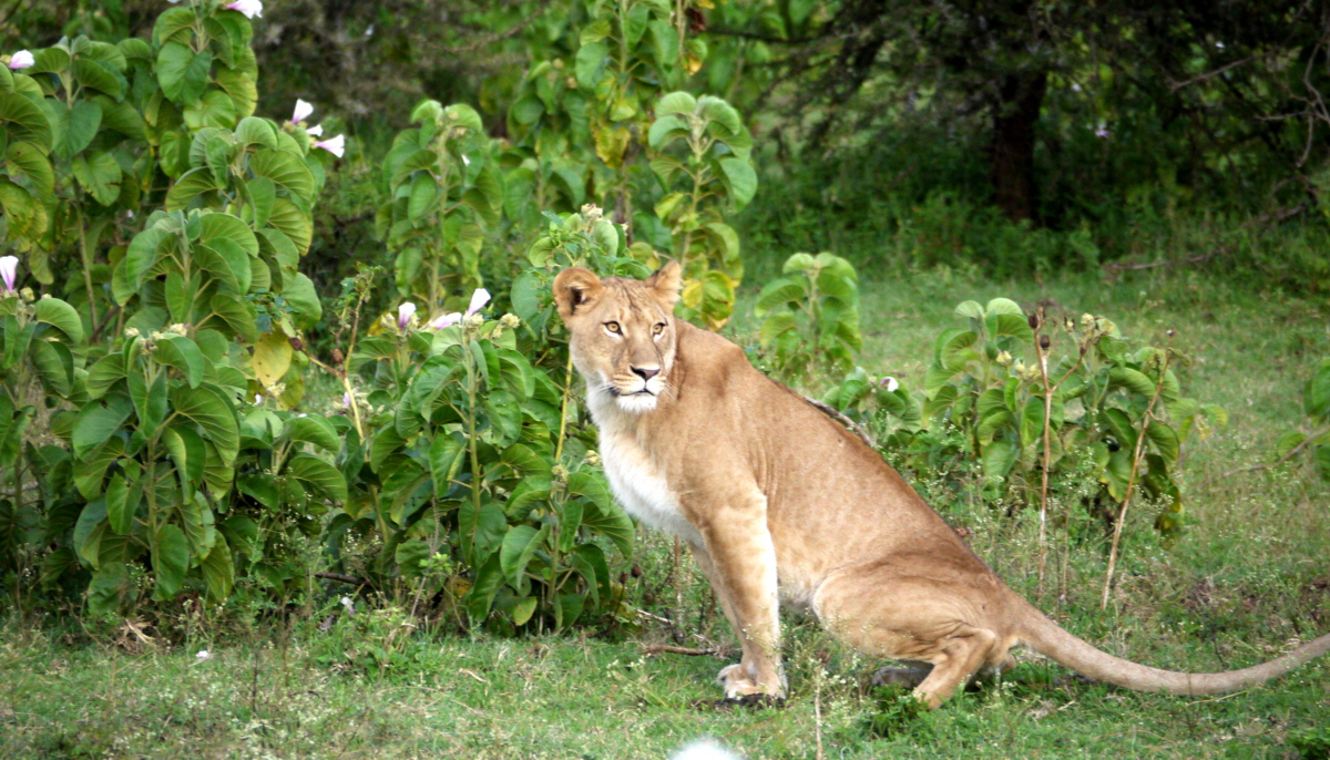 L�win auf Safari Masai mara 