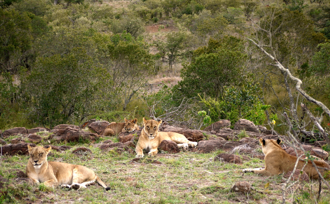 L�wenrudel El Karama