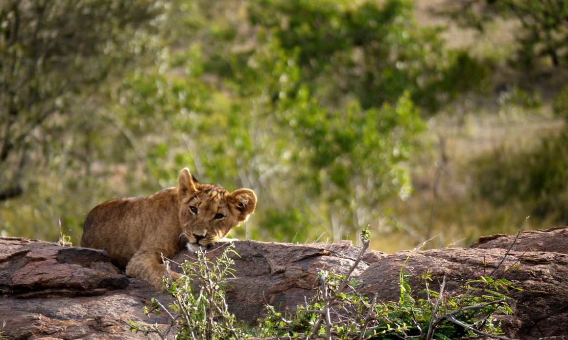 El Karama Lodge Kenia 