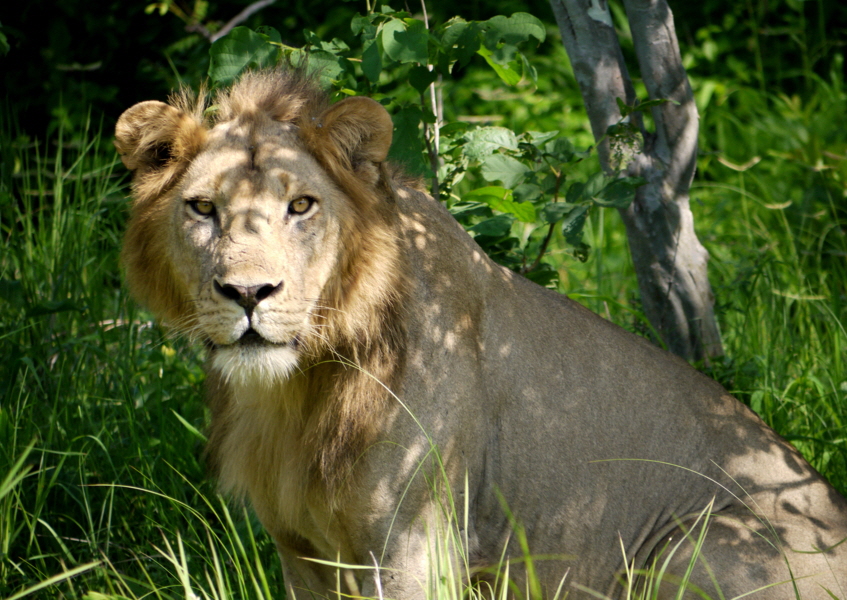 Junger L�wemann Ruaha Safari Tansania