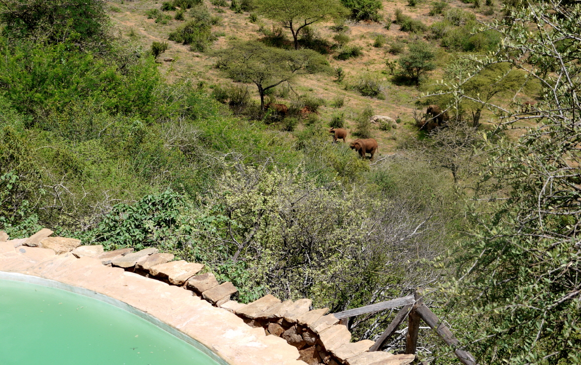 Elefanten auf Tassia 