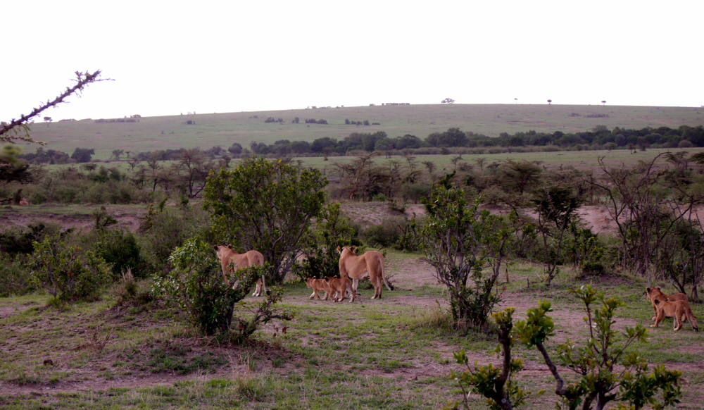 mara-plainscamp-kenia_0027