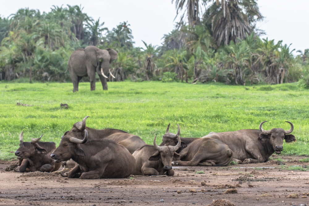 B�ffel und Elefant