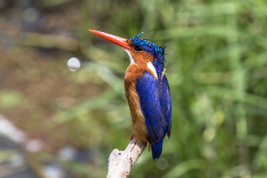 amboseli-kenia  Zwerghaubenfischer