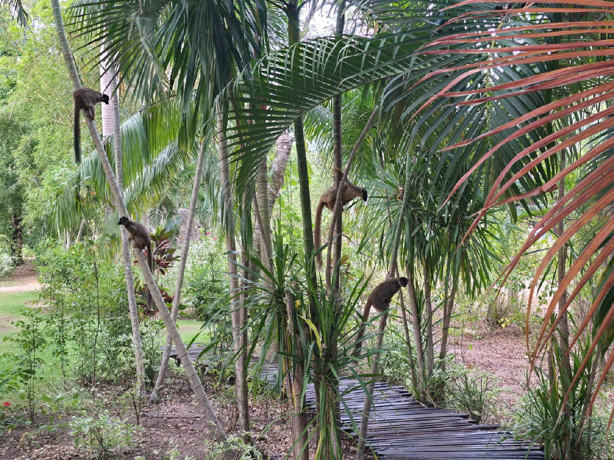 Brauen Lemuren beobachten Boa 