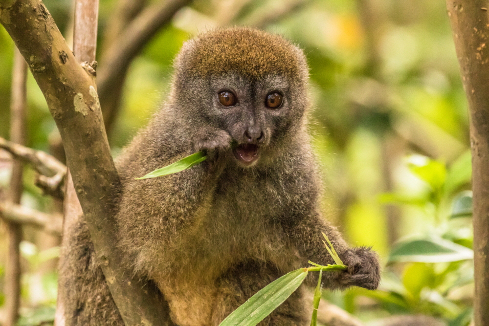 Bambuslemur