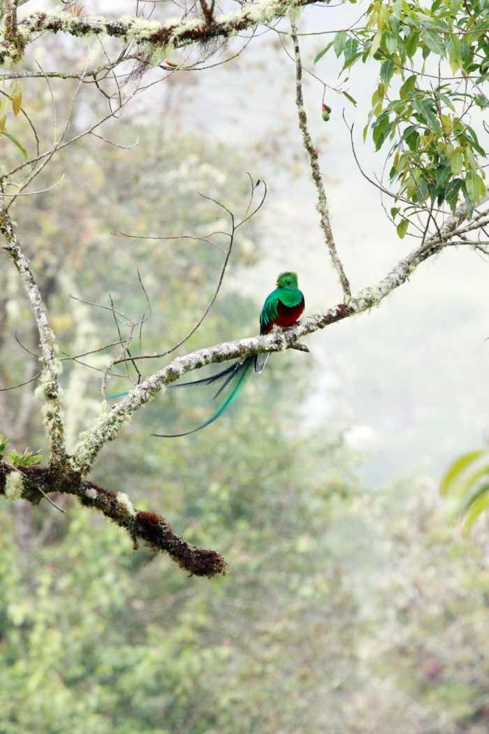 Quetzal
