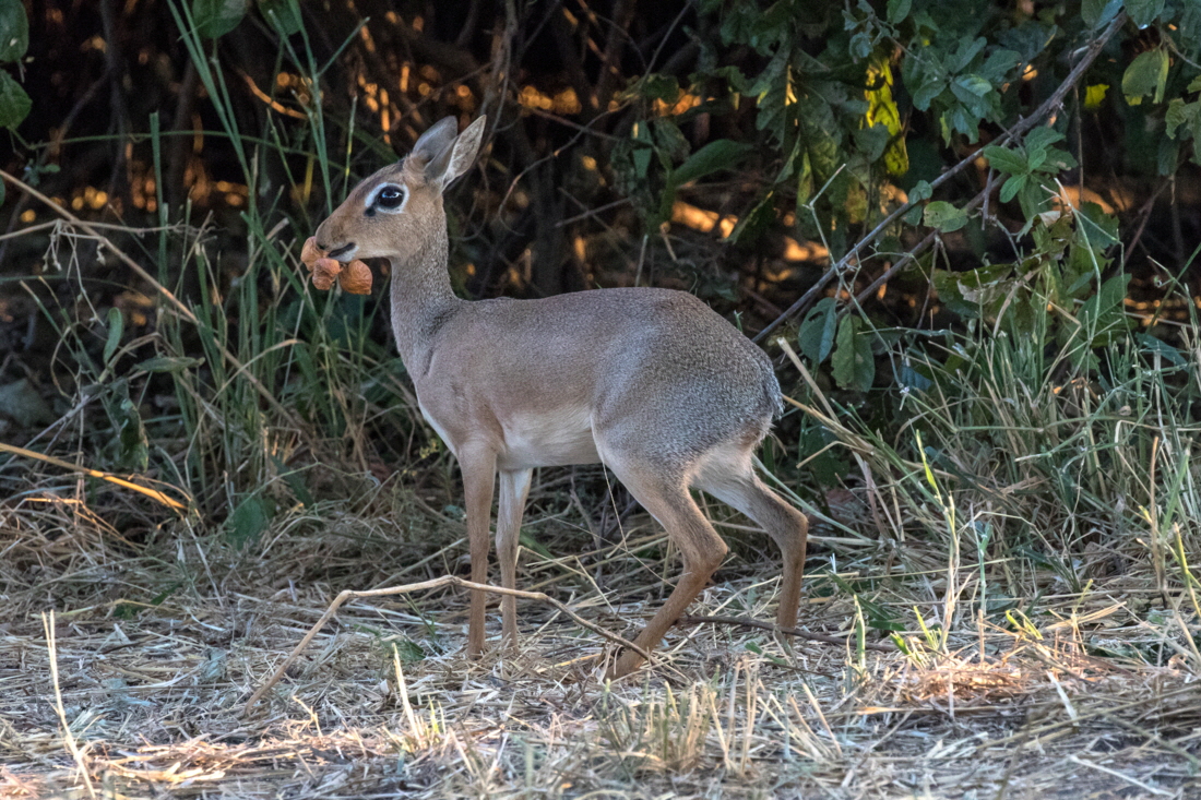 Dik Dik
