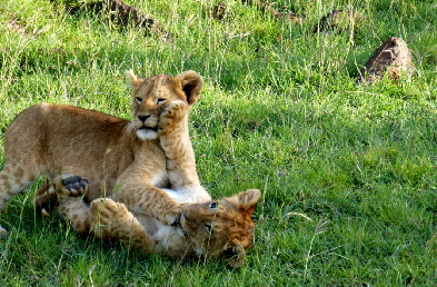elephant-pepper-camp-mara-kenia-safari