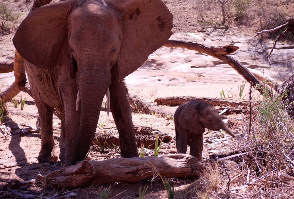 Elephant Watch Camp Samburu