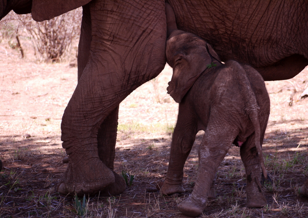 Elephant Watch Camp Samburu