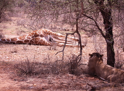 Flug- Safari Kenia  Samburu 