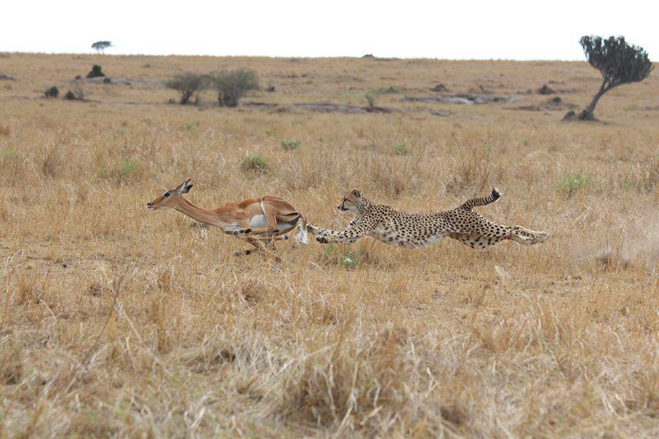 Encounter Mara Camp   Geparden