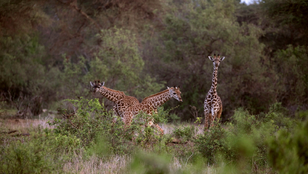 Finch Hattons Camp Tsavo