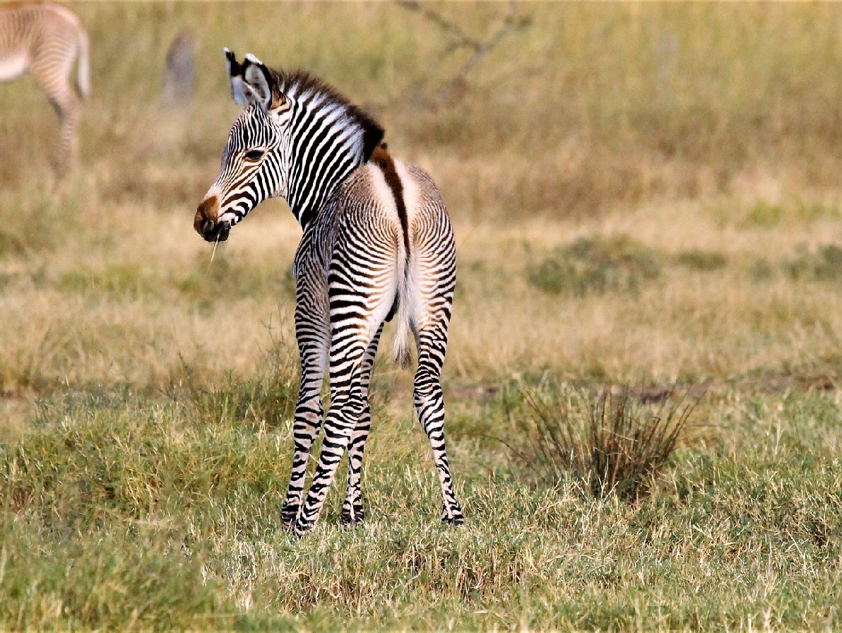 Grevy Zebra 