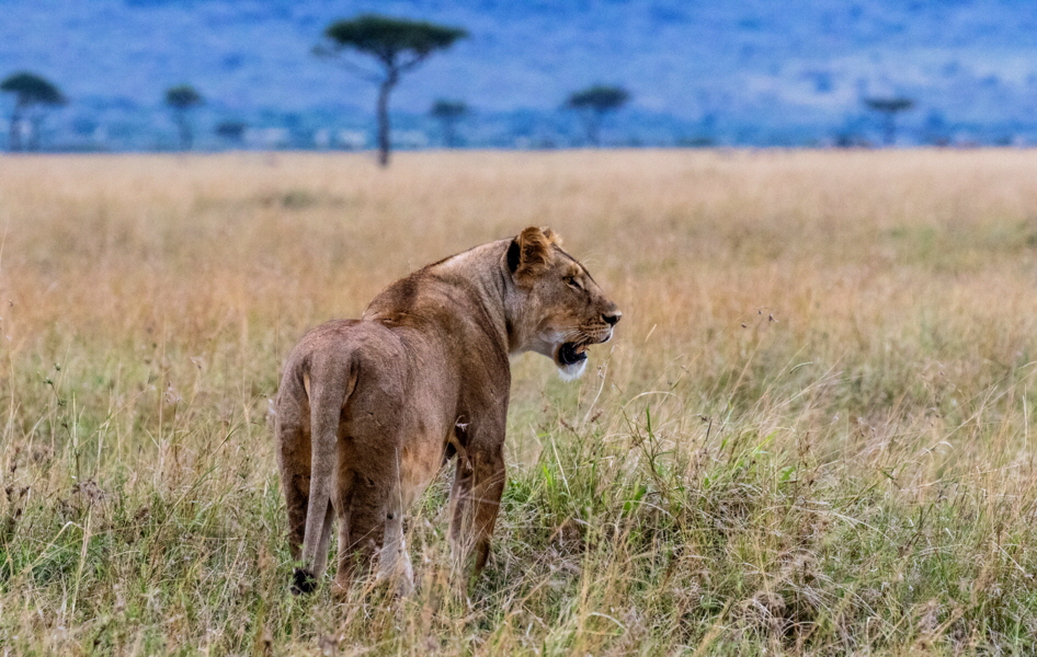 Masai Mara L�win
