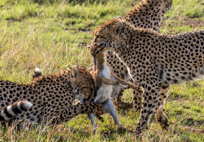 safari-masai-mara-kenia safari-masai-mara-kenia