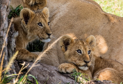 Safari-kenia-masai mara