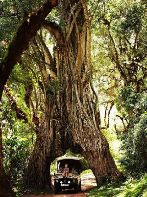 hatari-lodge-Tansania