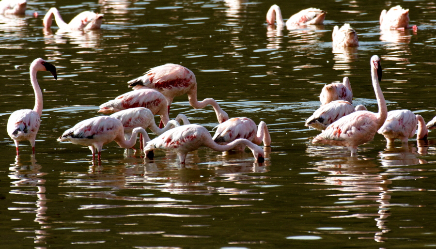 Hatari Lodge  Flamingos