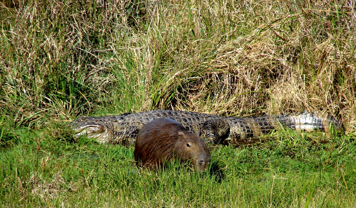 Capybara und Kaiman