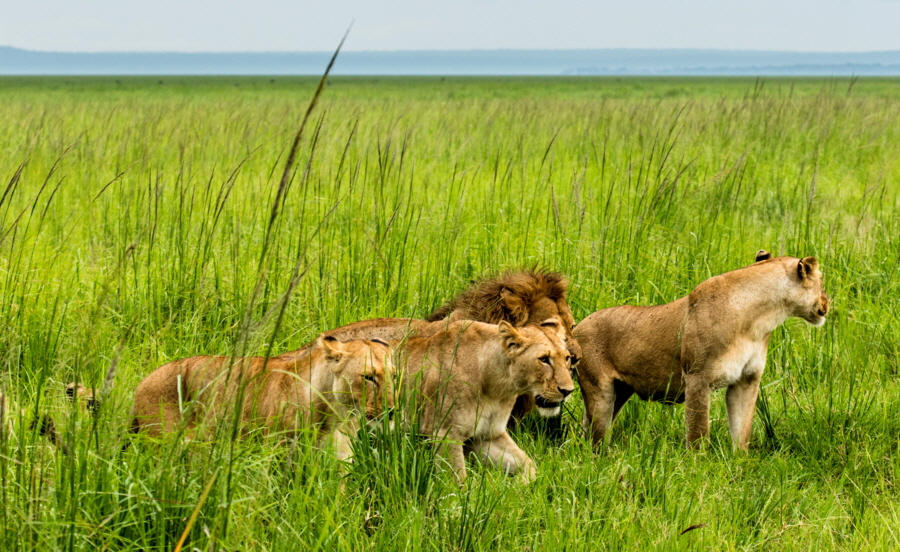 L�wenrudel Katavi Safari 