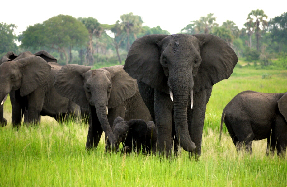 Elefanten Katavi 